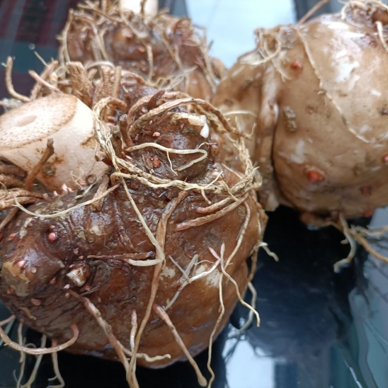魔芋花魔芋新鲜魔芋大量上市