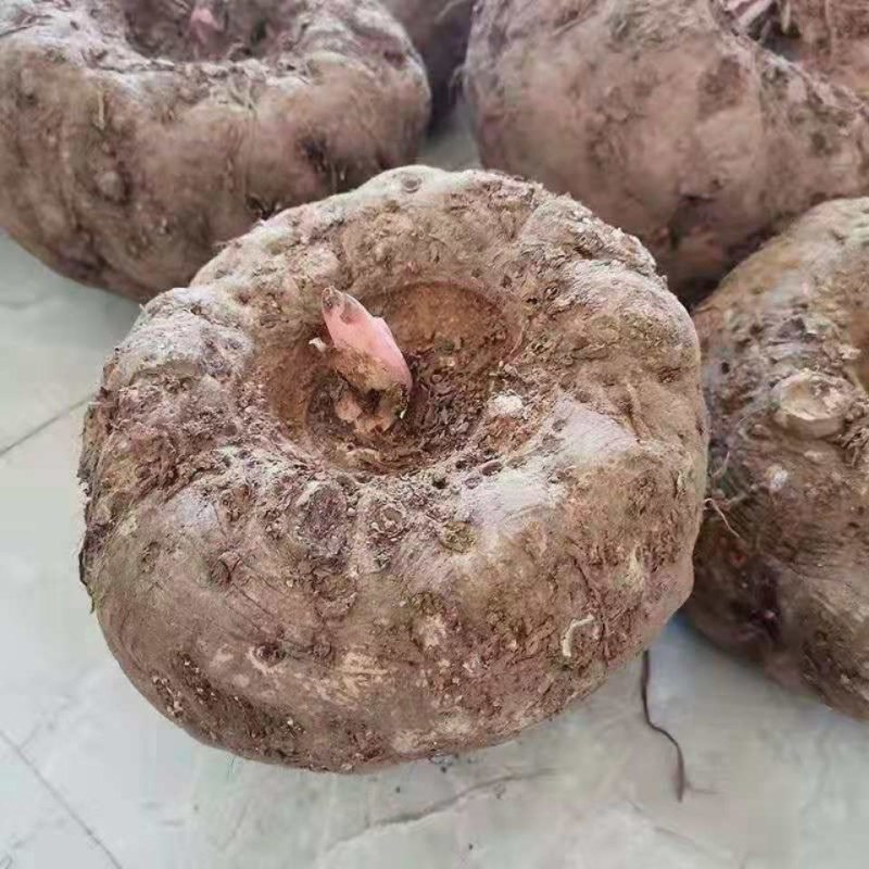 魔芋花魔芋新鲜魔芋大量上市