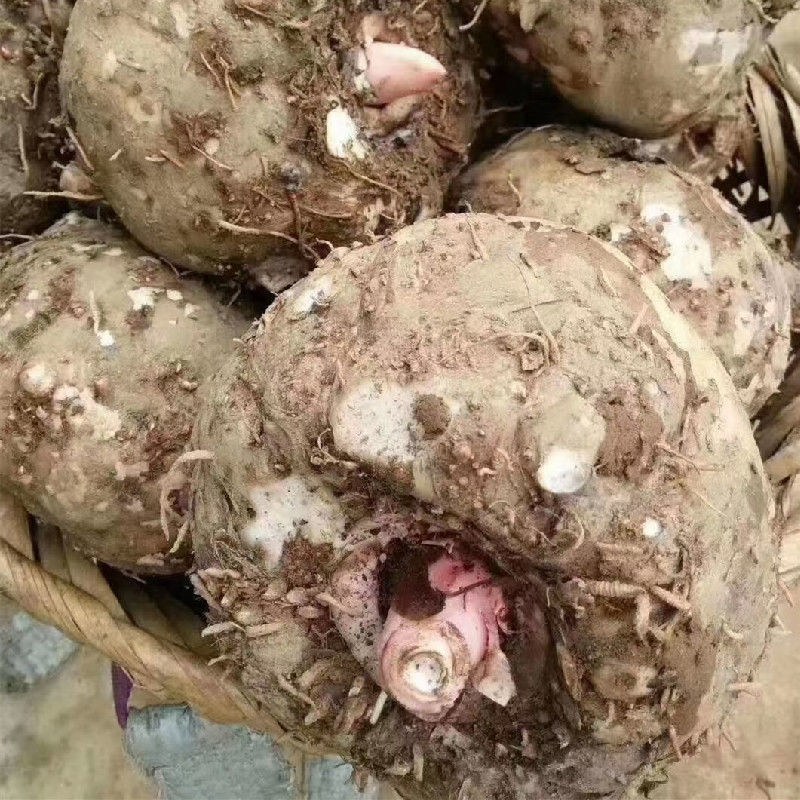 魔芋花魔芋新鲜魔芋大量上市
