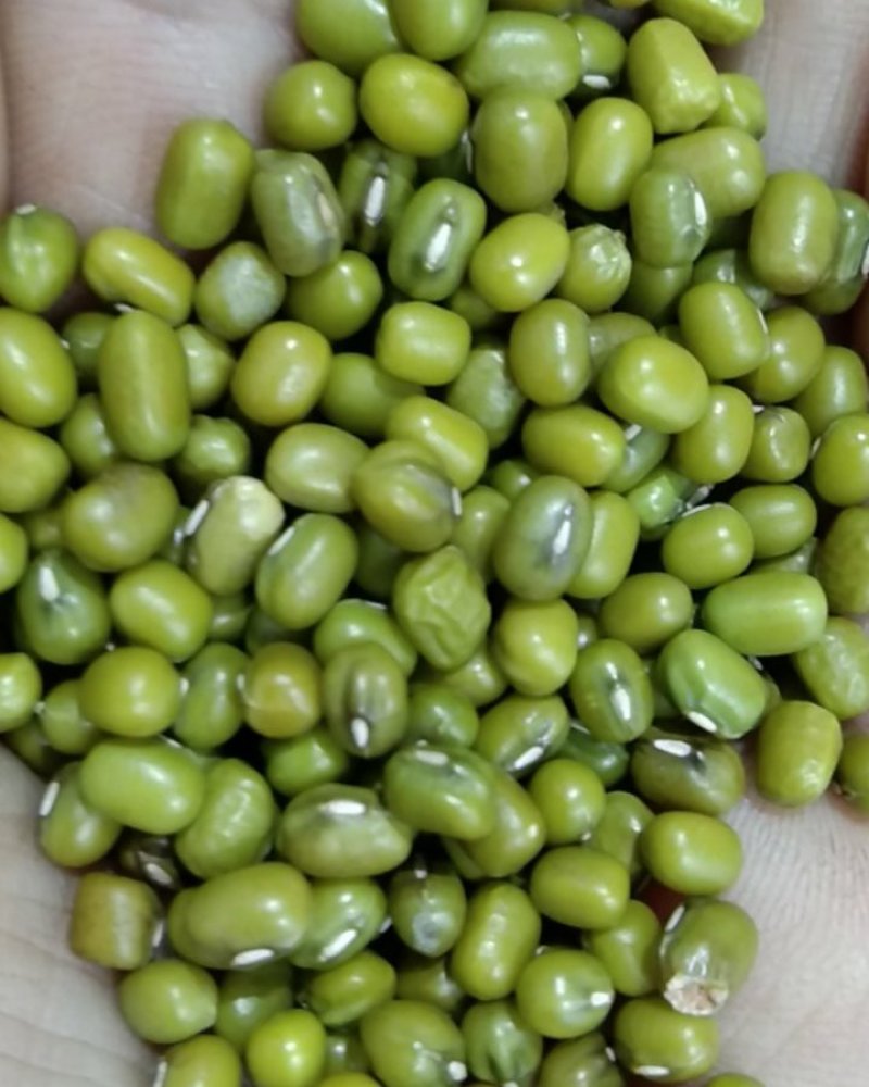 食泉坊东北绿豆