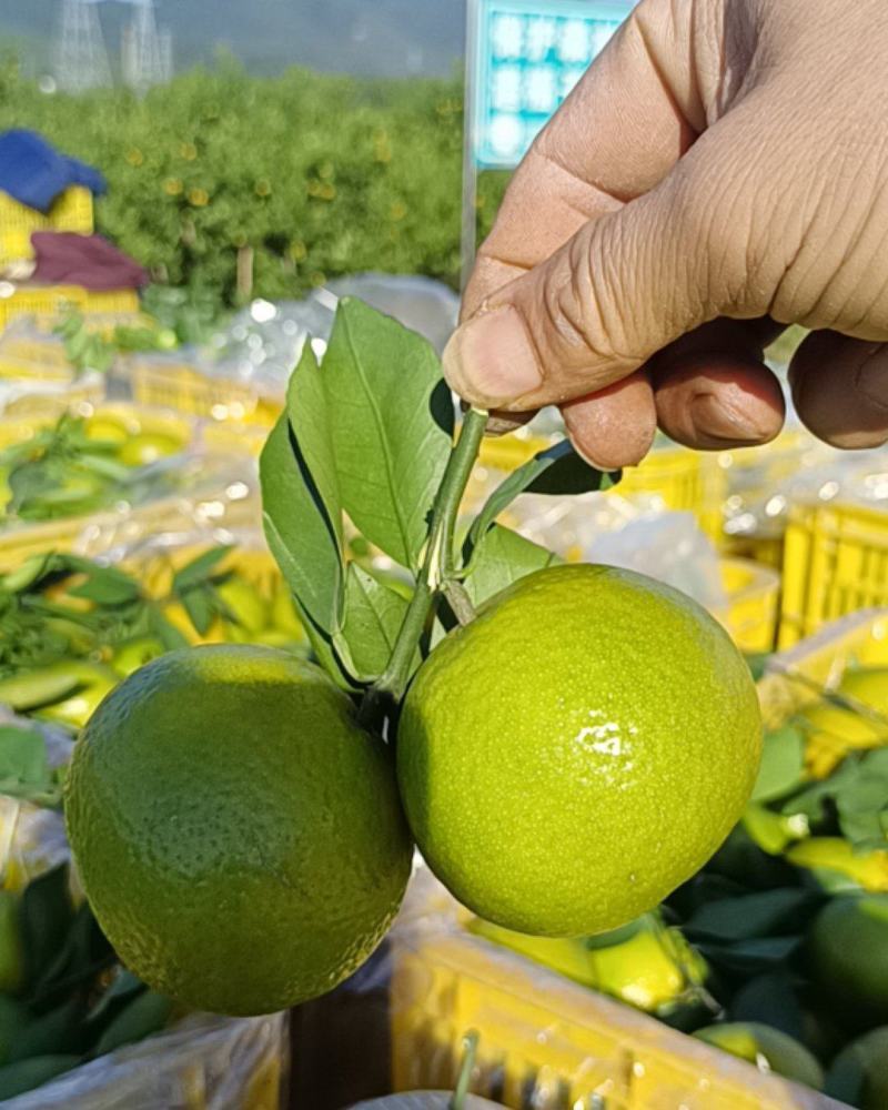 皇帝柑山地种植皇帝柑皮薄汁多大量上市百家果大量供应