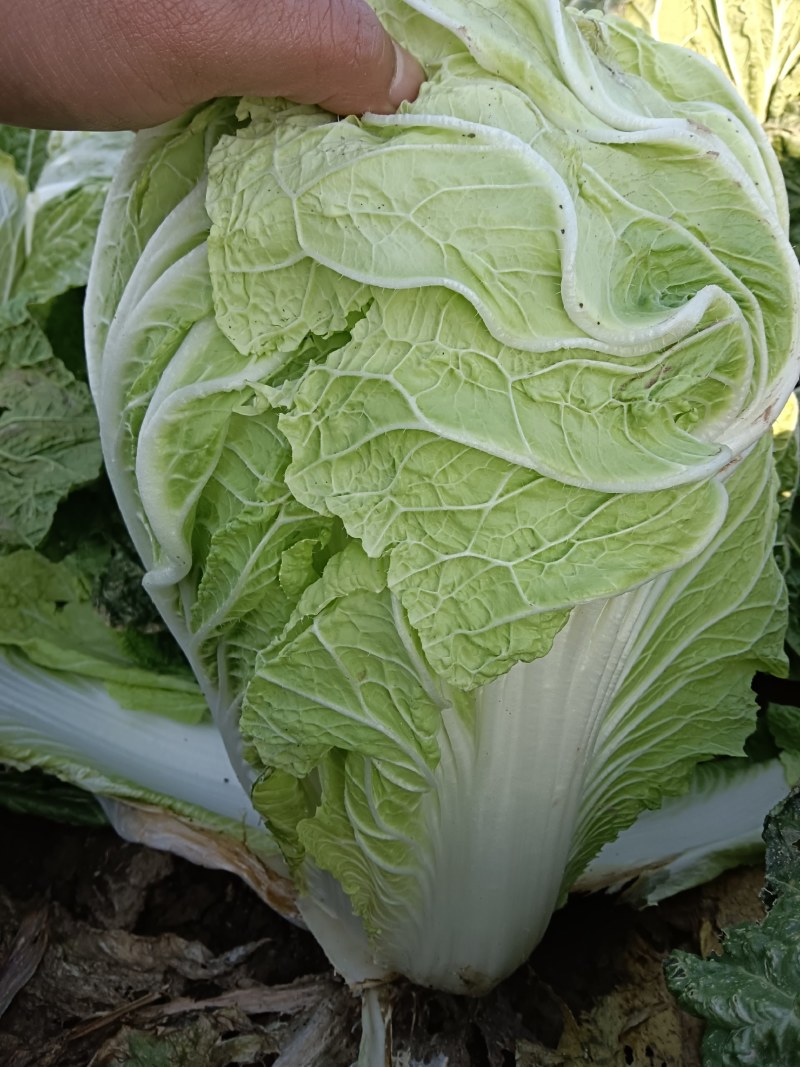 黄心大白菜，一手货源，质量保证，欢迎采购