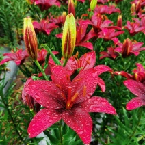 进口香水百合花种球重瓣四季开花好养易活室内阳台盆栽花卉绿