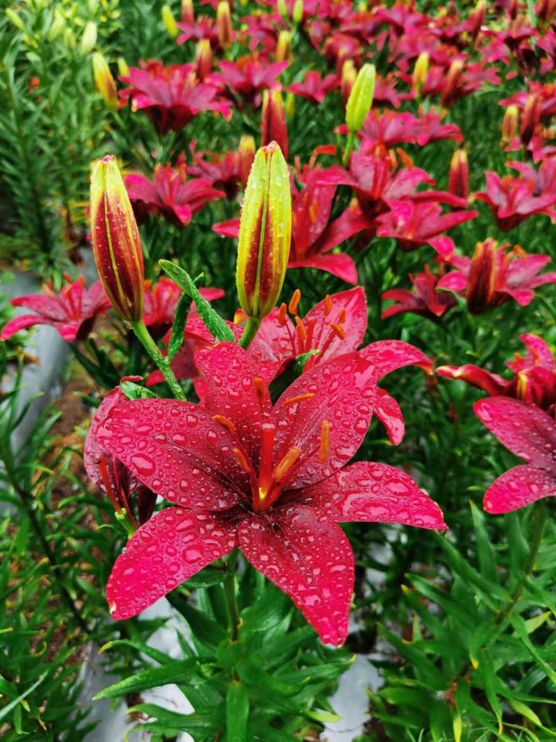 进口香水百合花种球重瓣四季开花好养易活室内阳台盆栽花卉绿