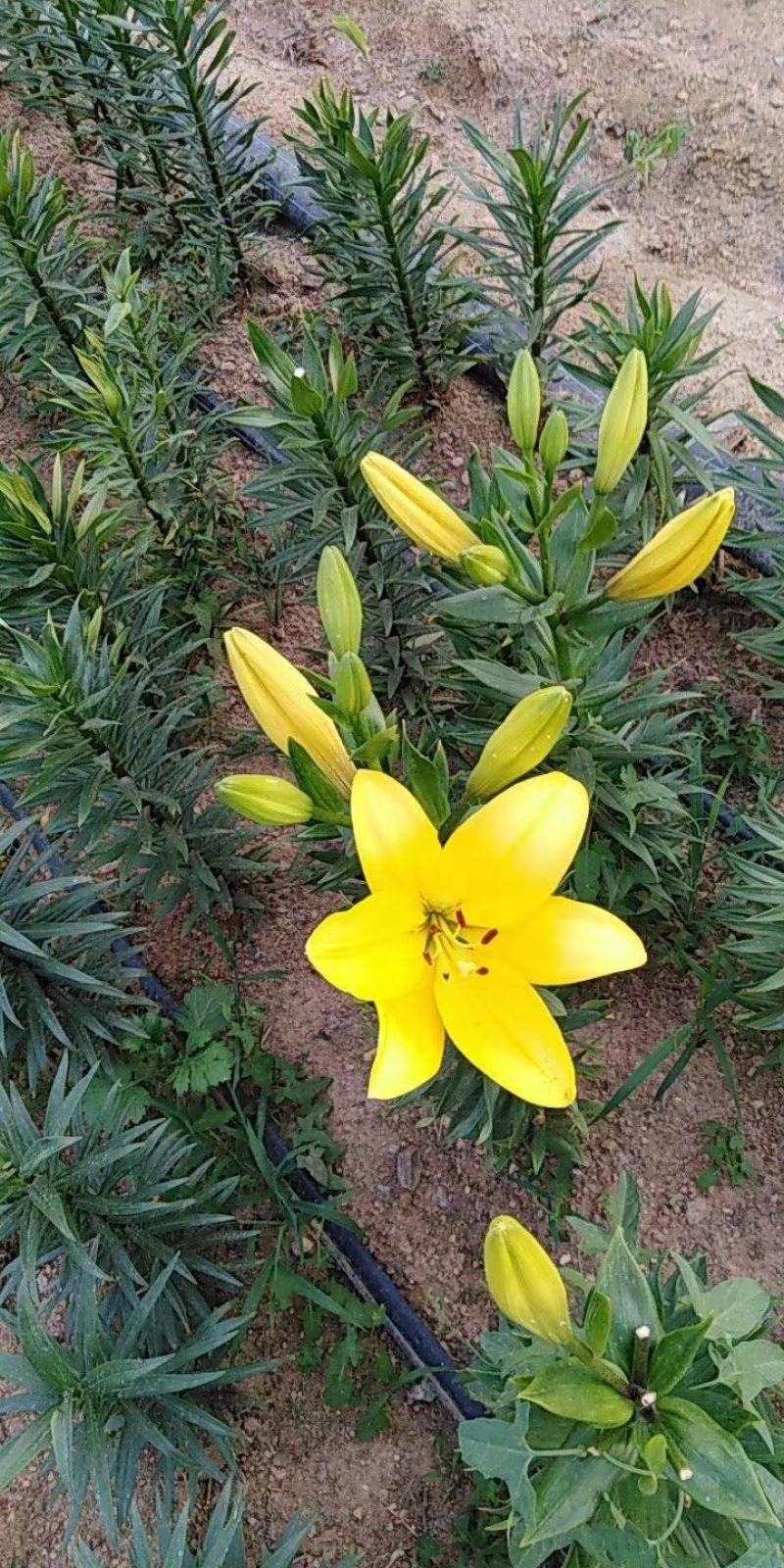 进口香水百合花种球重瓣四季开花好养易活室内阳台盆栽花卉绿