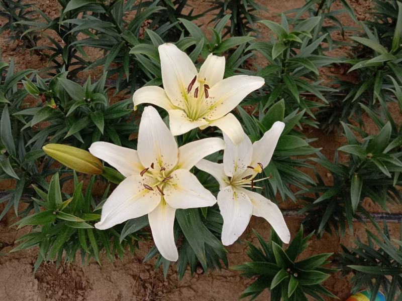进口香水百合花种球重瓣四季开花好养易活室内阳台盆栽花卉绿