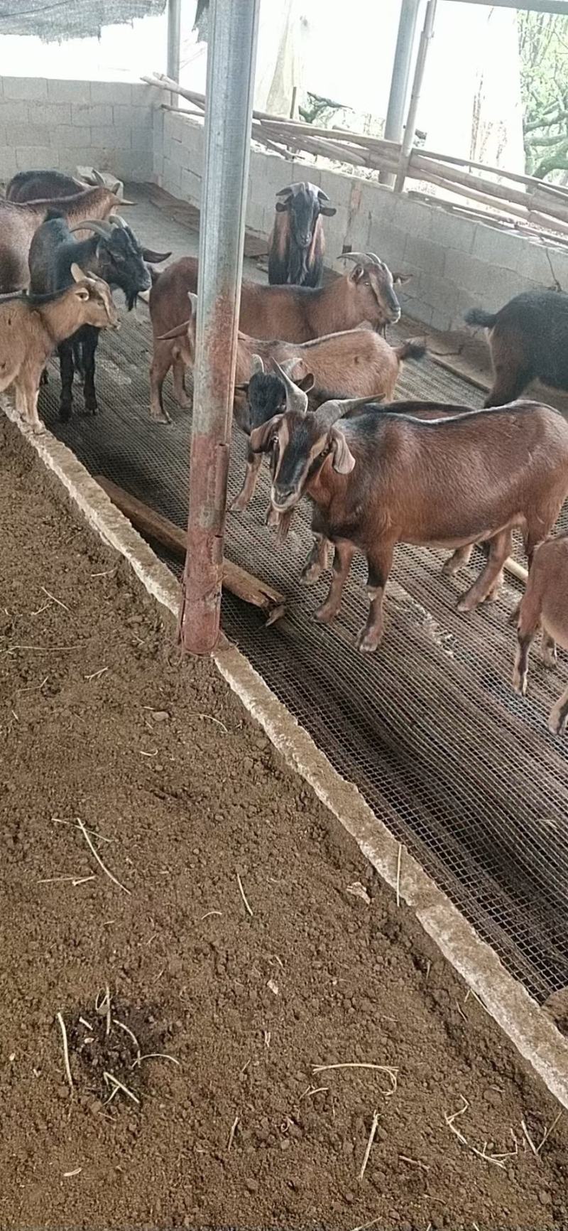 本地放养山羊出售