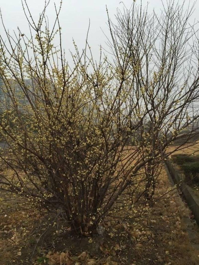 腊梅原生腊梅树苗庭院绿化冬季开花浓香型原生腊梅花树苗梅花