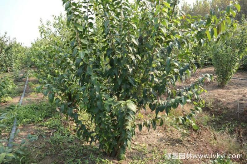 腊梅原生腊梅树苗庭院绿化冬季开花浓香型原生腊梅花树苗梅花