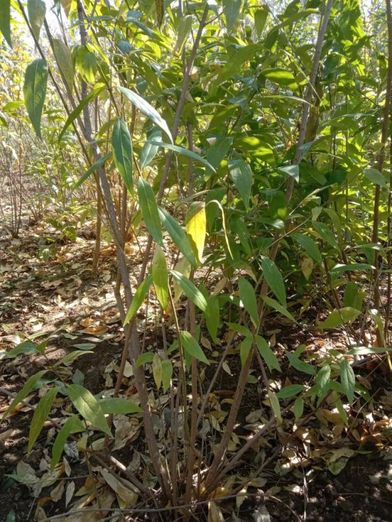 腊梅原生腊梅树苗庭院绿化冬季开花浓香型原生腊梅花树苗梅花