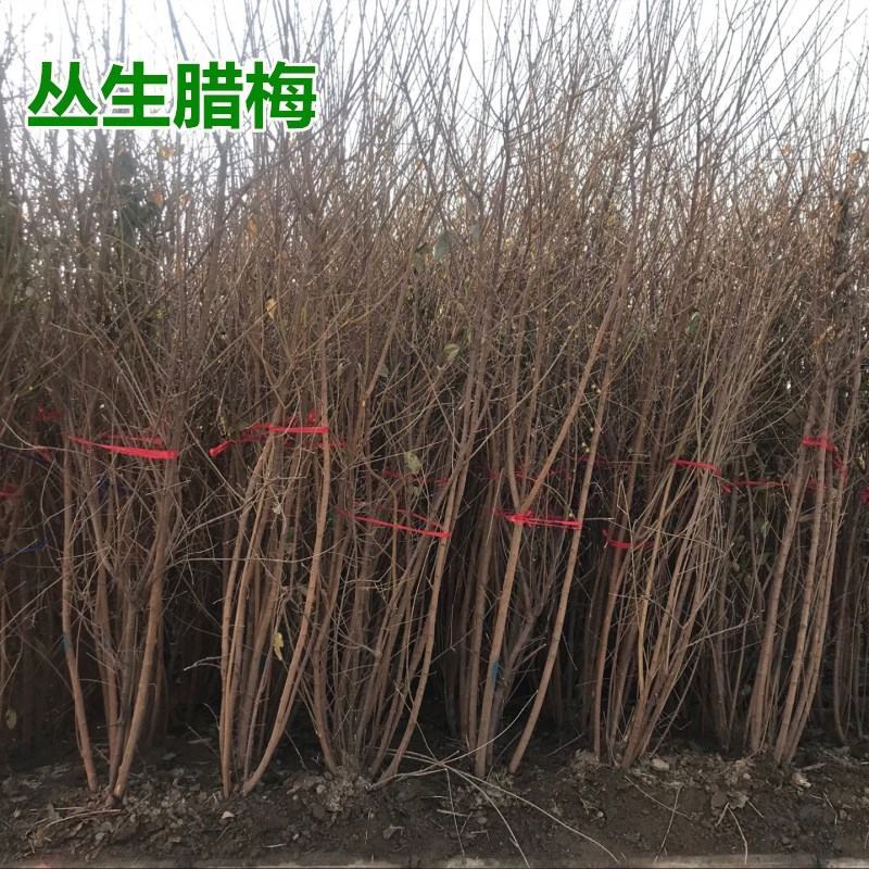 腊梅原生腊梅树苗庭院绿化冬季开花浓香型原生腊梅花树苗梅花