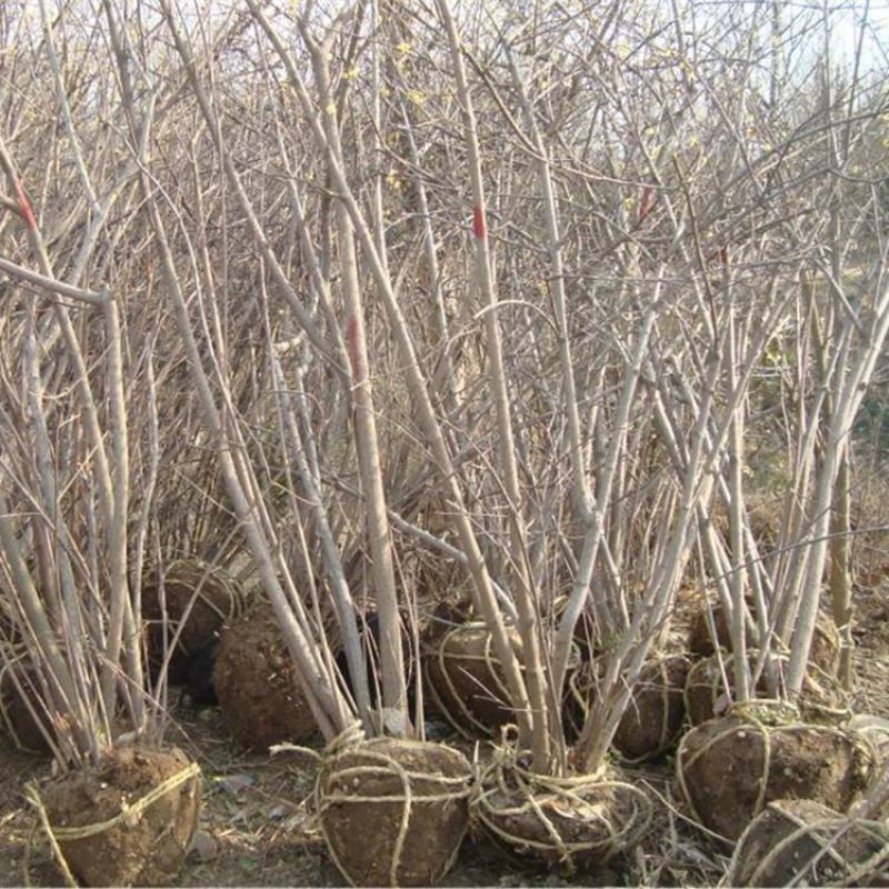 腊梅原生腊梅树苗庭院绿化冬季开花浓香型原生腊梅花树苗梅花