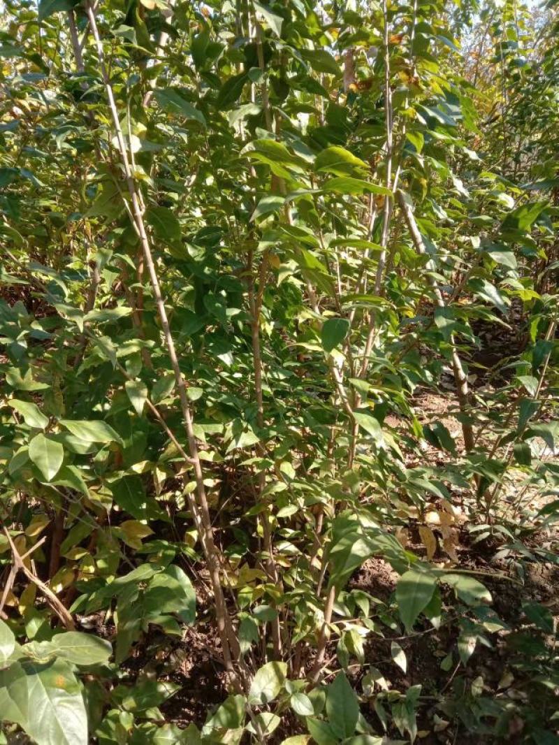腊梅原生腊梅树苗庭院绿化冬季开花浓香型原生腊梅花树苗梅花