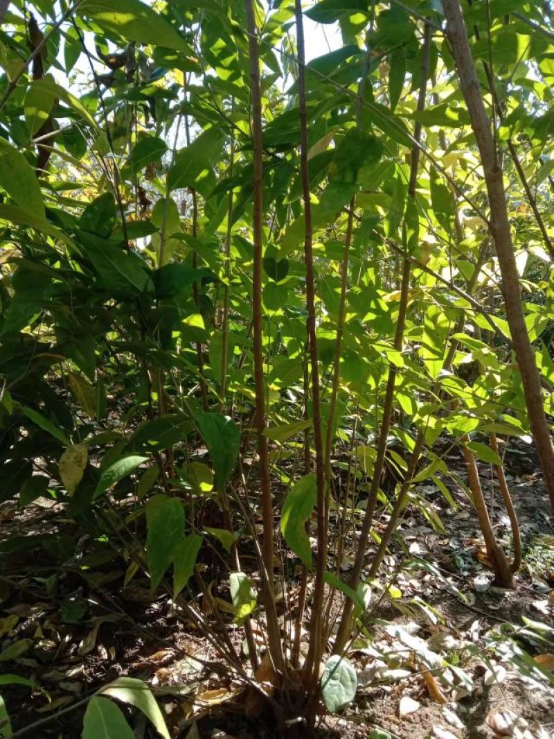 腊梅原生腊梅树苗庭院绿化冬季开花浓香型原生腊梅花树苗梅花