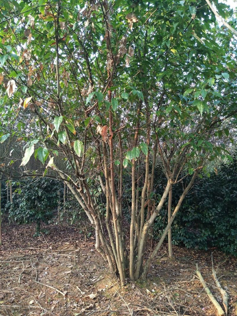 腊梅原生腊梅树苗庭院绿化冬季开花浓香型原生腊梅花树苗梅花