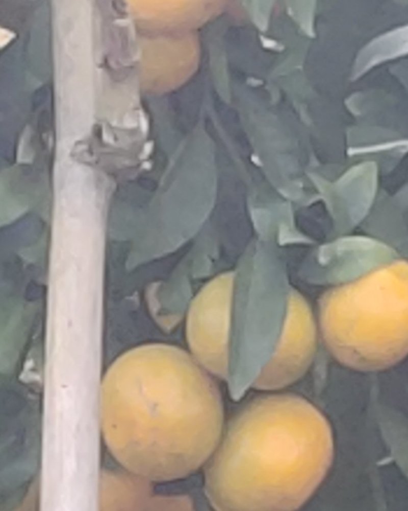 广西崇左的沃甘颜色上来了有看得上的留言24小时在线