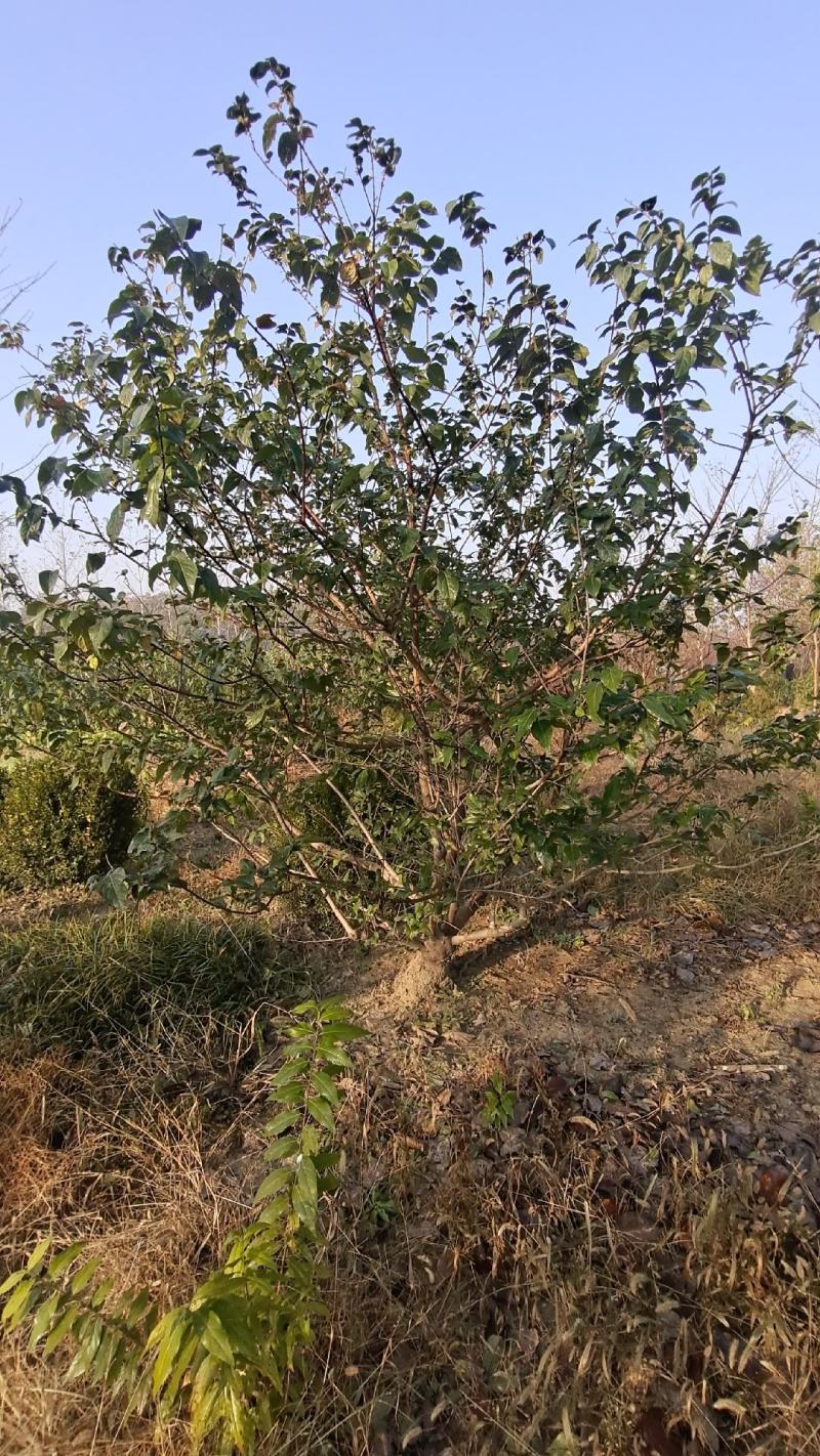 腊梅原生腊梅树苗庭院绿化冬季开花浓香型原生腊梅花树苗梅花