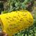 双面特粘黄色粘虫板诱虫板蓟马蓝板果园菜园大棚黄板灭杀多种