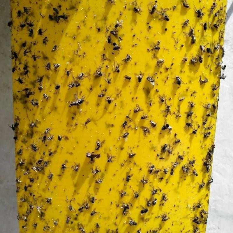 双面特粘黄色粘虫板诱虫板蓟马蓝板果园菜园大棚黄板灭杀多种