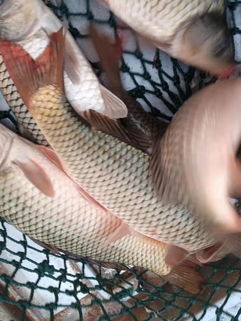 鲤鱼