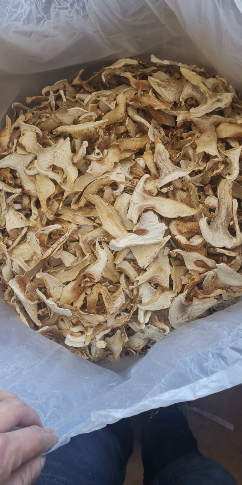 云南特产老人头菌老家产地货源大量生产供应