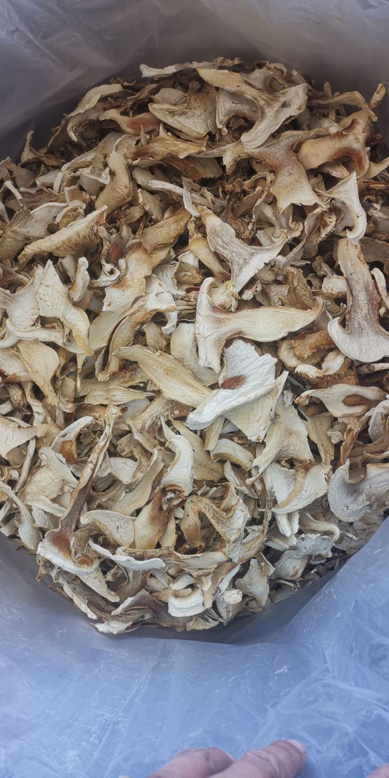 云南特产老人头菌老家产地货源大量生产供应