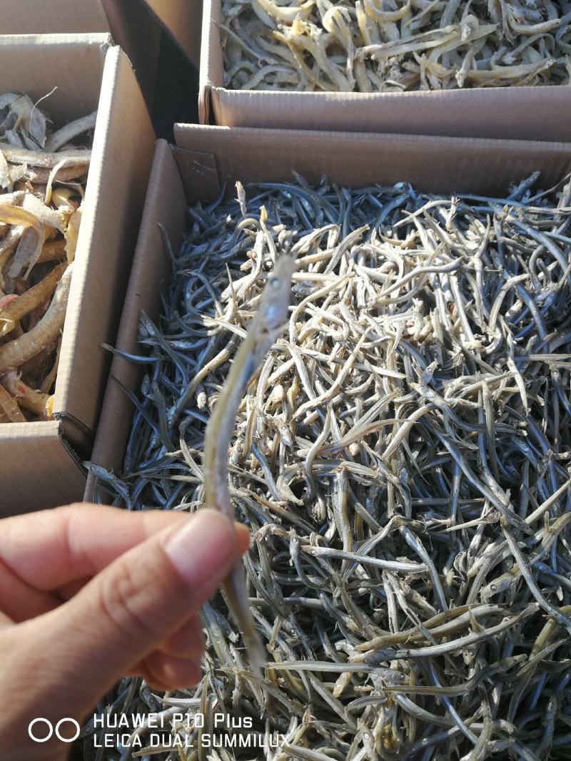 细条银针鱼，新货上市价格低廉欢迎新老客户惠顾