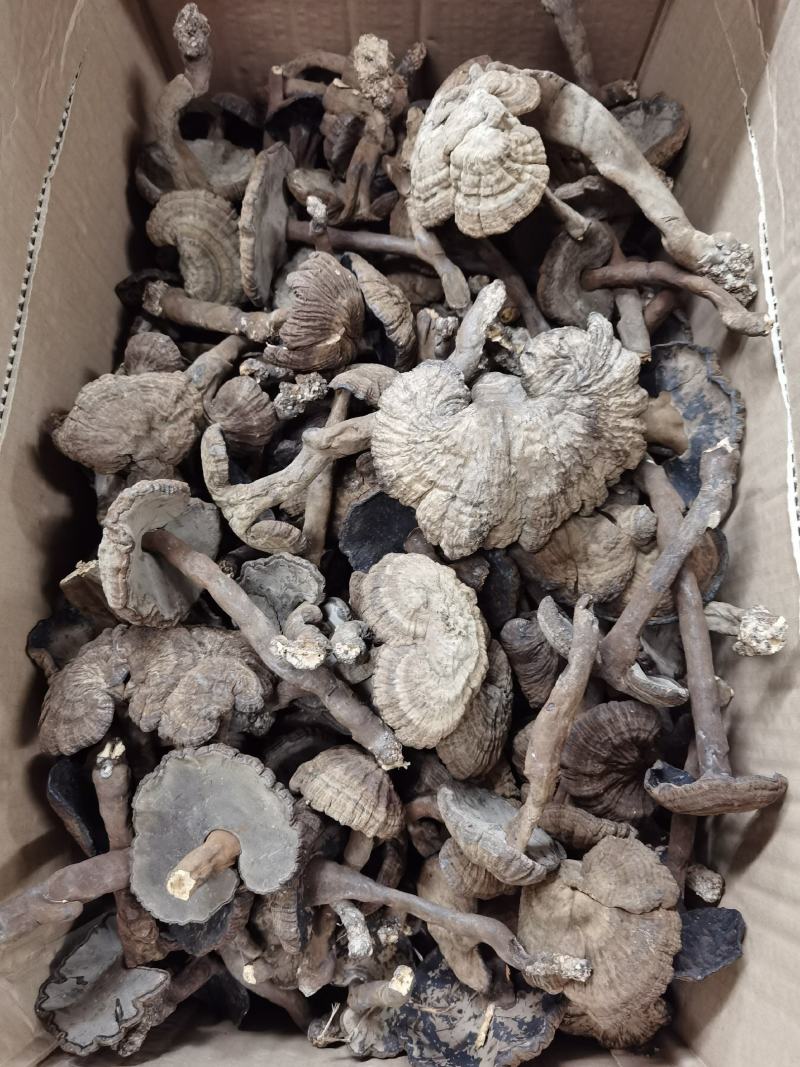 【包邮】野生新货野生香血灵芝一手货源清香香血芝，质量保证