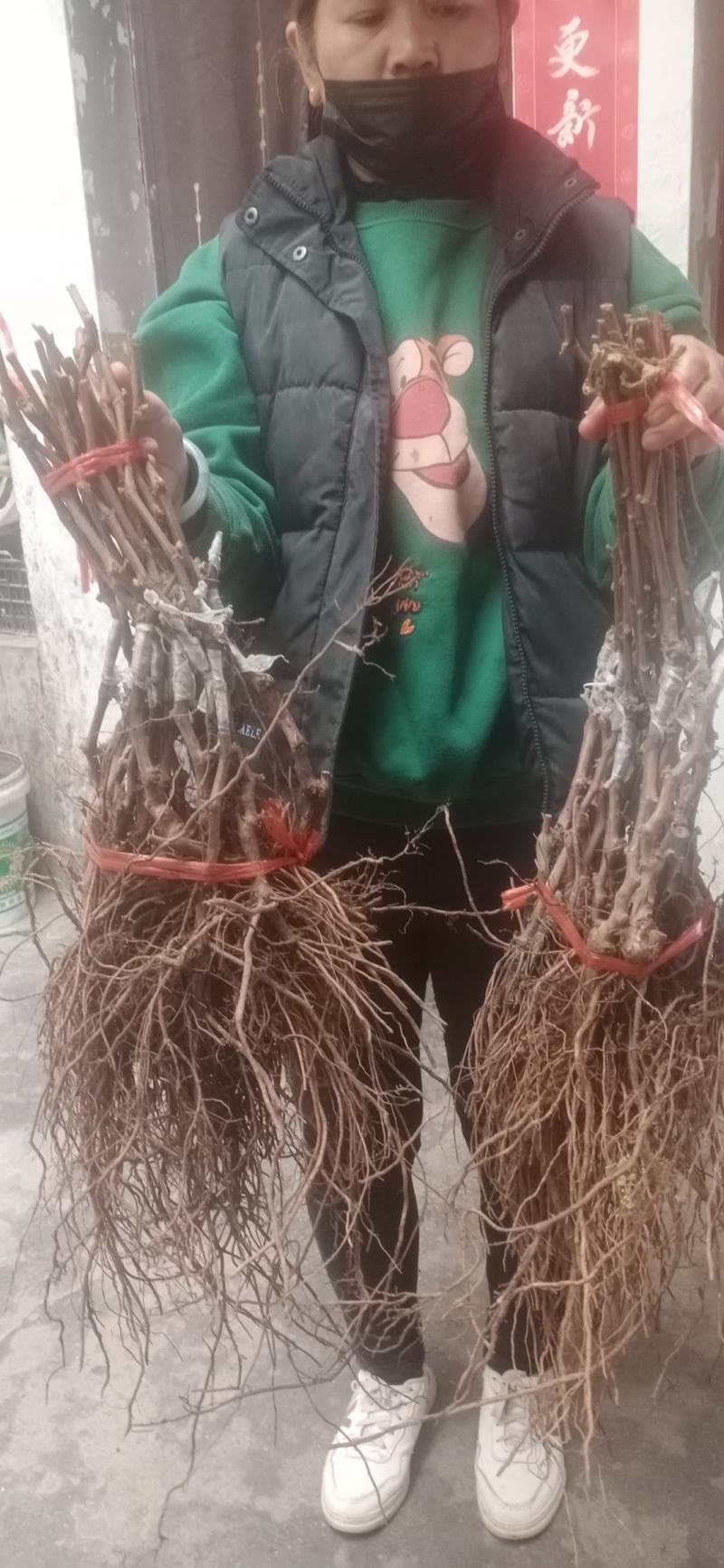 【基地优先】葡萄苗阳光玫瑰葡萄苗保纯度保成活率