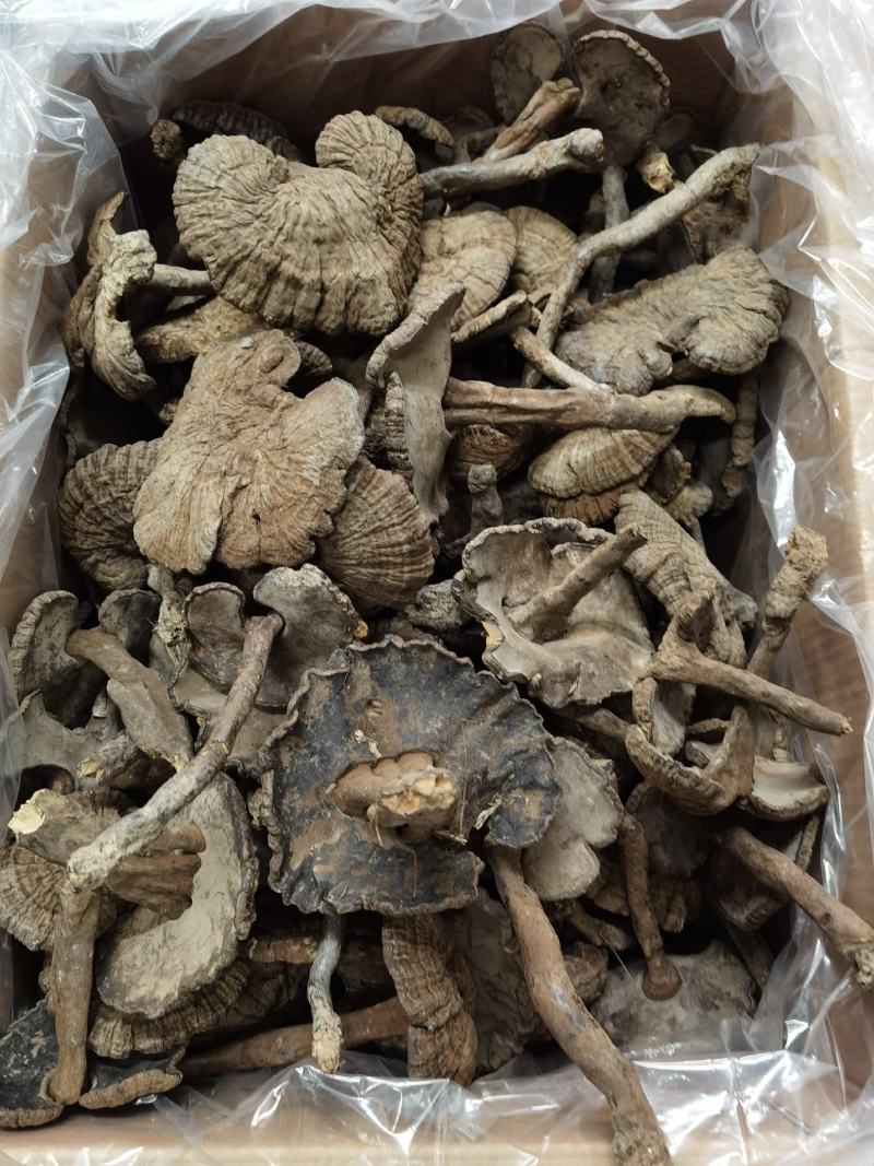 【包邮】野生新货野生香血灵芝一手货源清香香血芝，质量保证