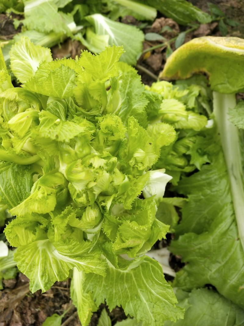 儿菜包菜
