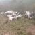 批发巴马香猪藏香猪种苗果园放养怀孕母猪阉割猪全国发货