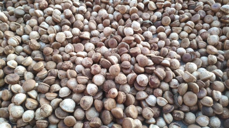 广东风流果质量好性价比高21年新果