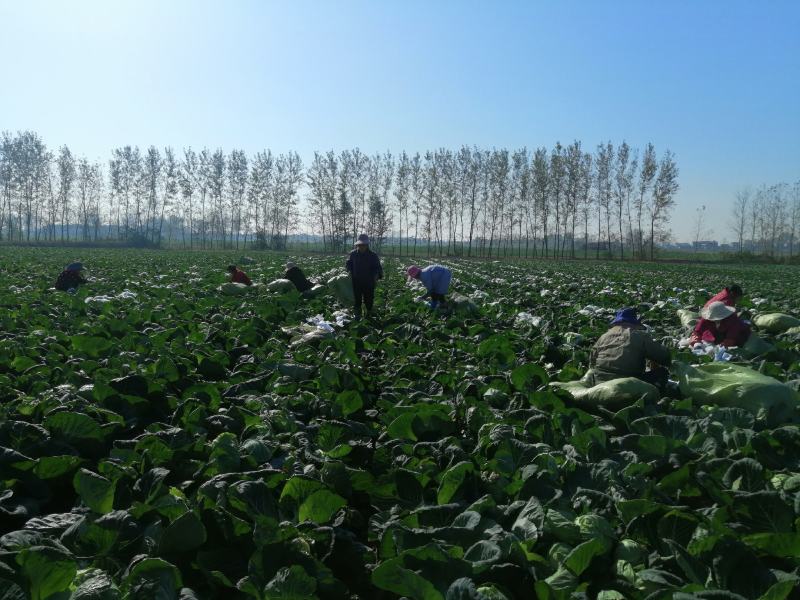 湖北精品甘蓝己大量上市，有需求的客户请联系。