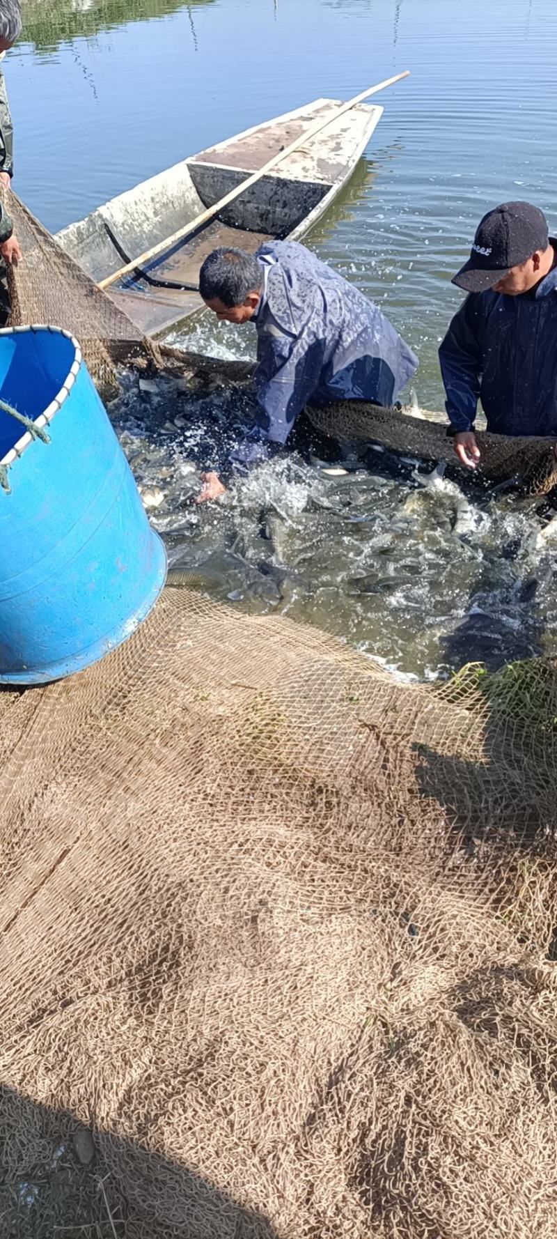 湖南常德淡水鱼草鱼半斤到二斤半产地直发货量充足量大从优