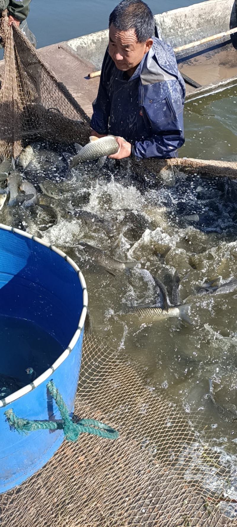 湖南常德淡水鱼草鱼半斤到二斤半产地直发货量充足量大从优