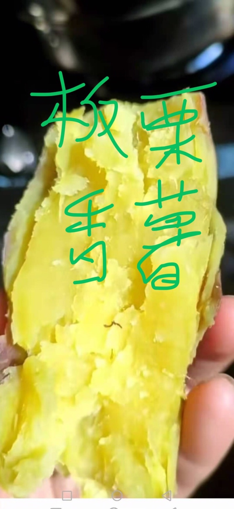 唐山山地板栗薯。唐山烤薯。唐山蜜薯