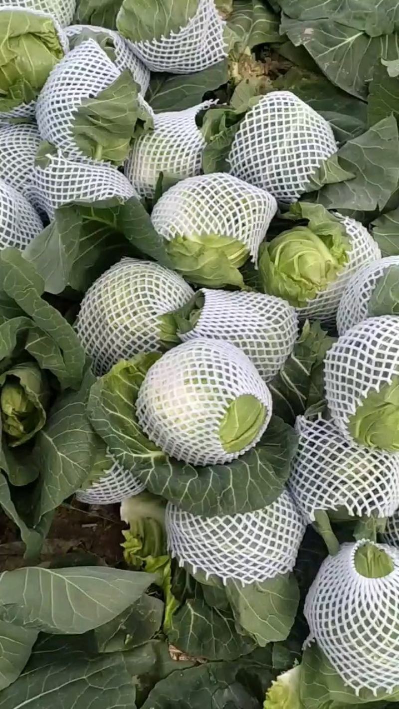 甘蓝旺旺圆包菜，牛心甘蓝，京丰扁包菜，奥奇娜甘蓝，基地
