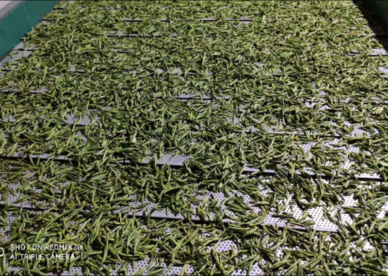 高端龙凤呈祥999一提一箱9提明前一级黄芽
