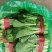 优质小白菜大量上市质量好颜色绿