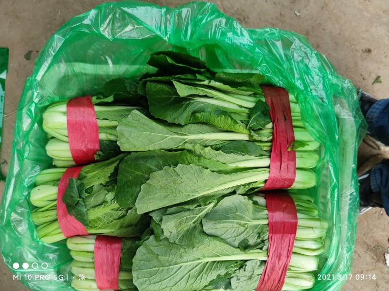 优质小白菜大量上市质量好颜色绿