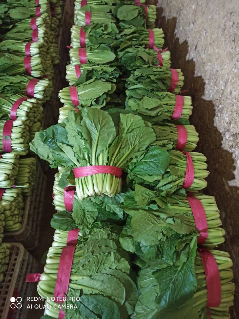 优质小白菜大量上市质量好颜色绿