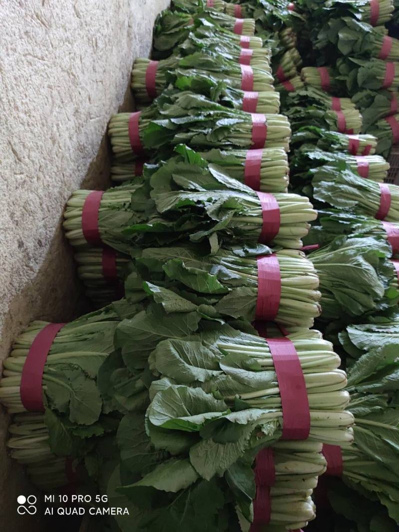 优质小白菜大量上市质量好颜色绿