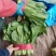 优质小白菜大量上市质量好颜色绿