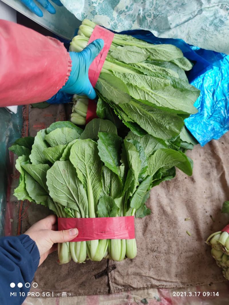 优质小白菜大量上市质量好颜色绿