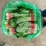 优质小白菜大量上市质量好颜色绿