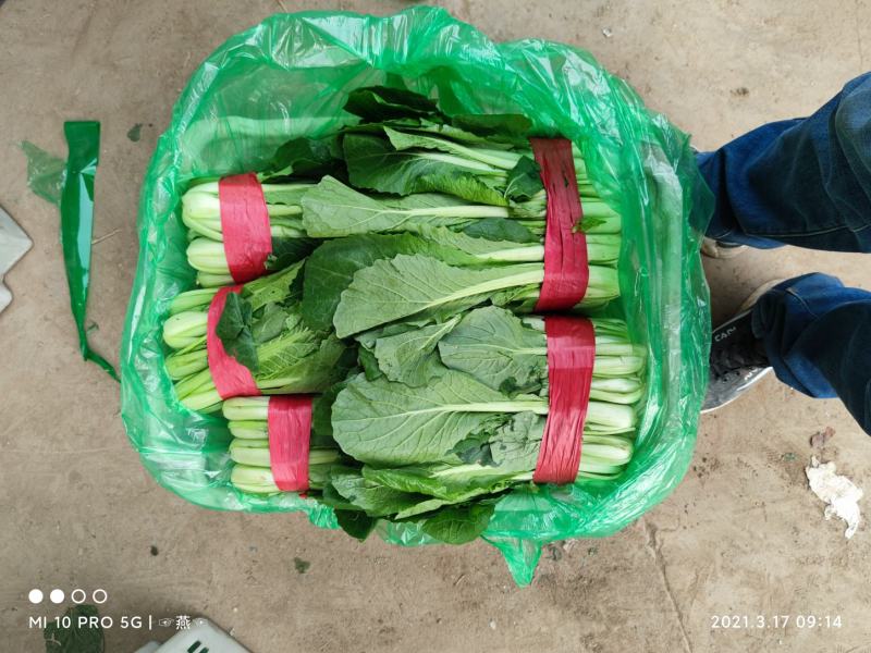 优质小白菜大量上市质量好颜色绿