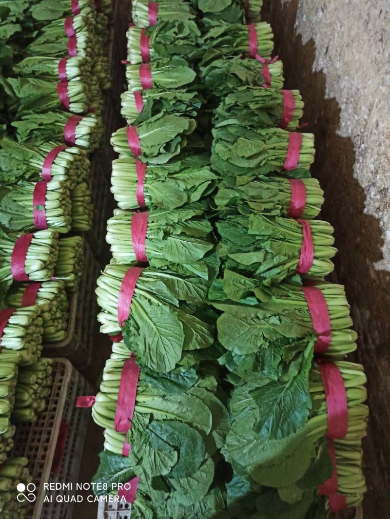 优质小白菜大量上市质量好颜色绿