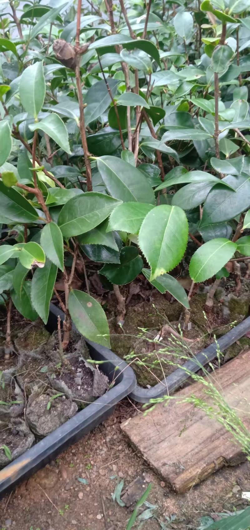 红花油茶苗油茶苗保证正品可开三证一签发票