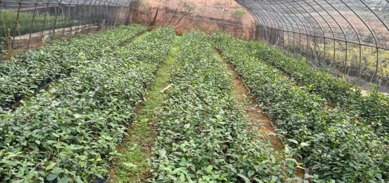 红花油茶苗油茶苗保证正品可开三证一签发票